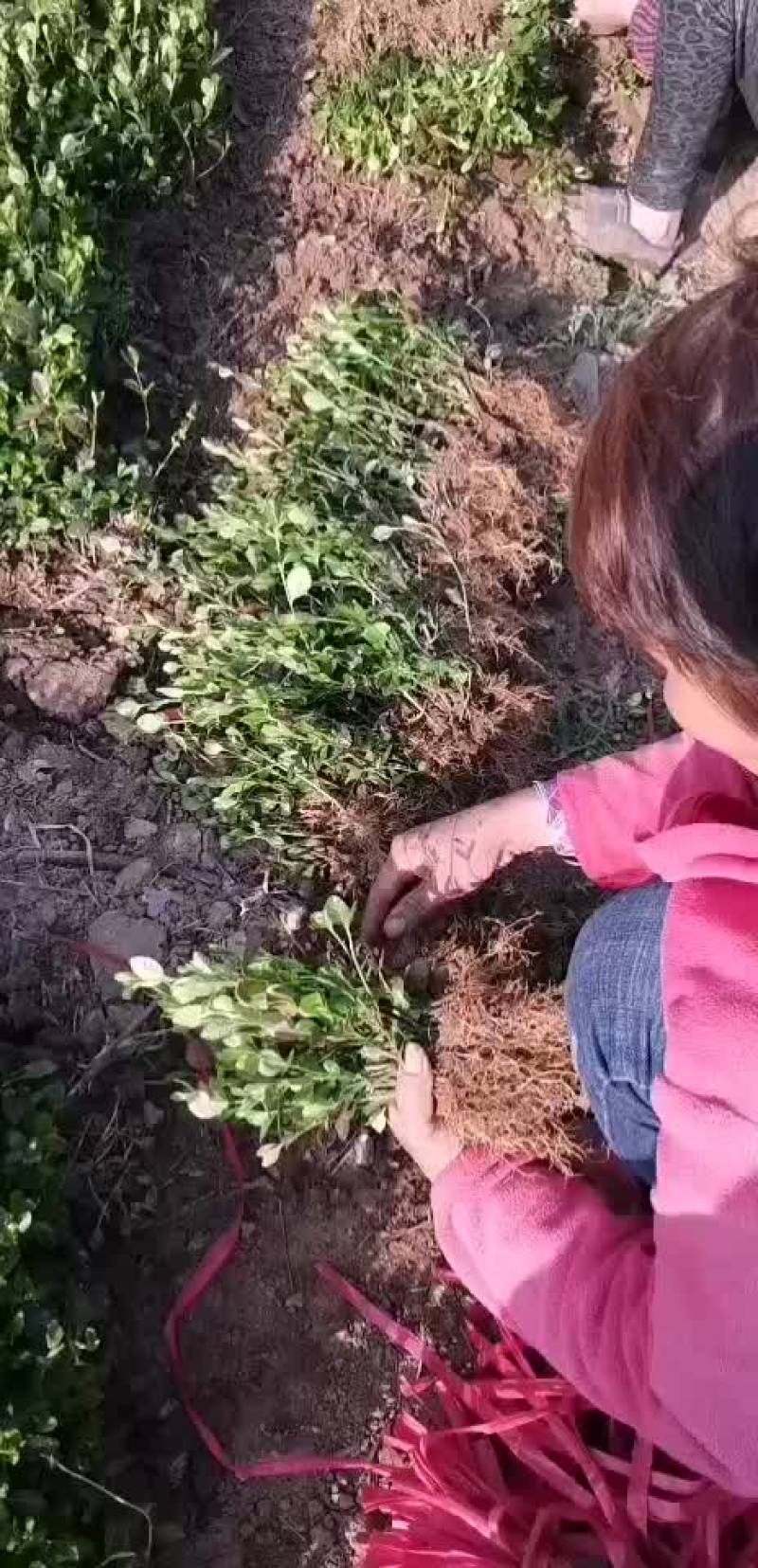小叶扶芳藤苗小叶扶芳藤扦插苗小叶扶芳藤工程苗