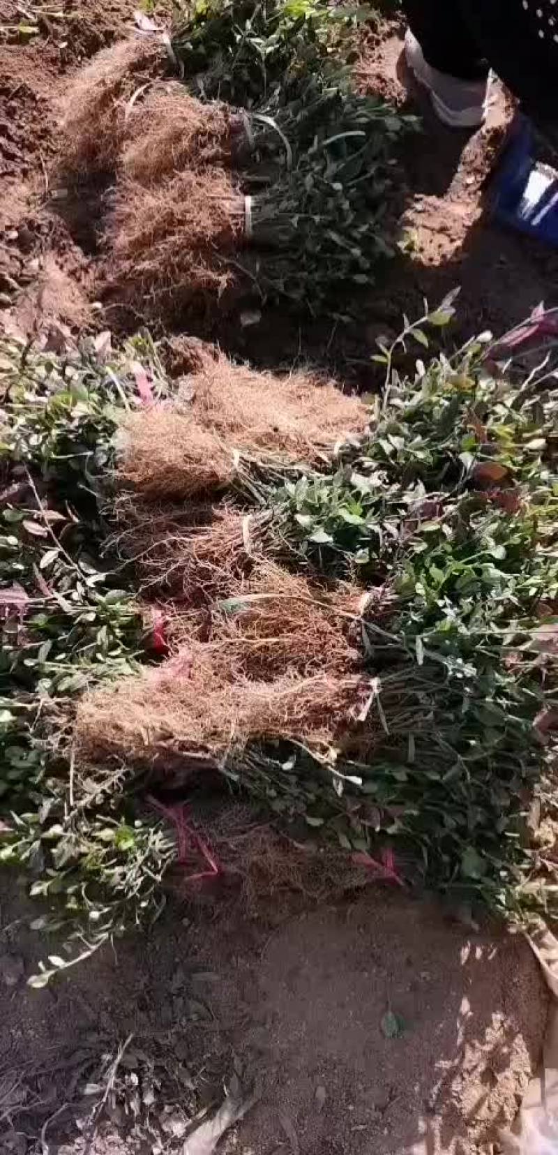 小叶扶芳藤苗小叶扶芳藤扦插苗小叶扶芳藤工程苗
