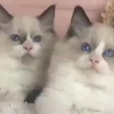 现货布偶猫