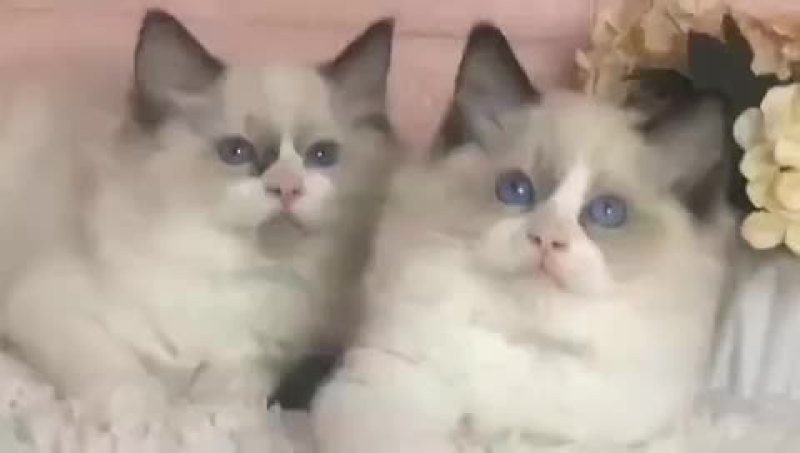 现货布偶猫