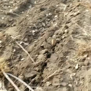 出售移栽，龙峰，鸡心树苗