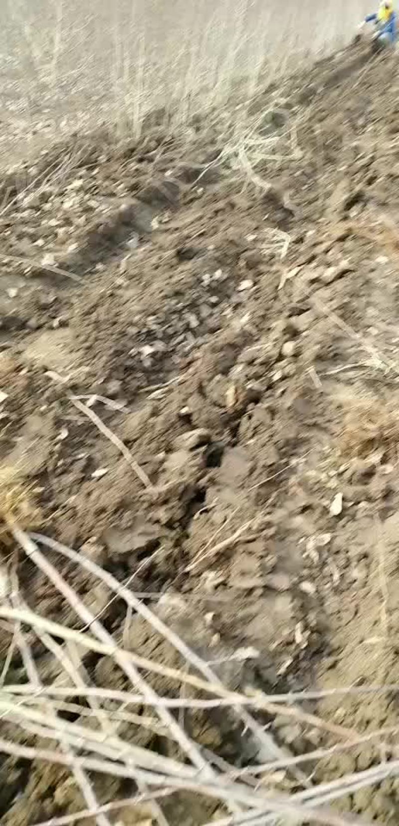 出售移栽，龙峰，鸡心树苗