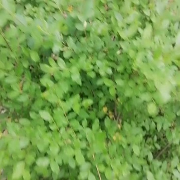 小叶女贞球