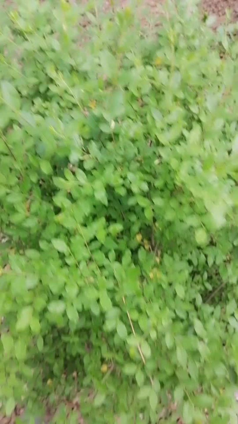 小叶女贞球