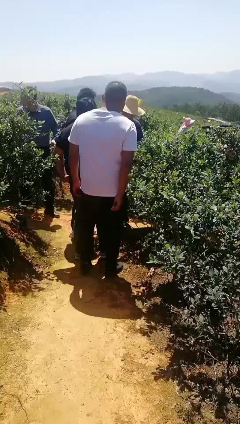 浆果类原生态高原露天蓝莓
