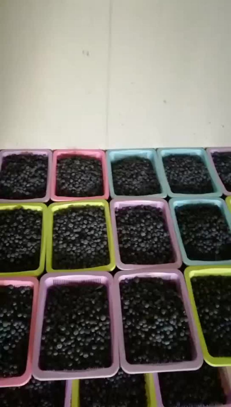 浆果类原生态高原露天蓝莓