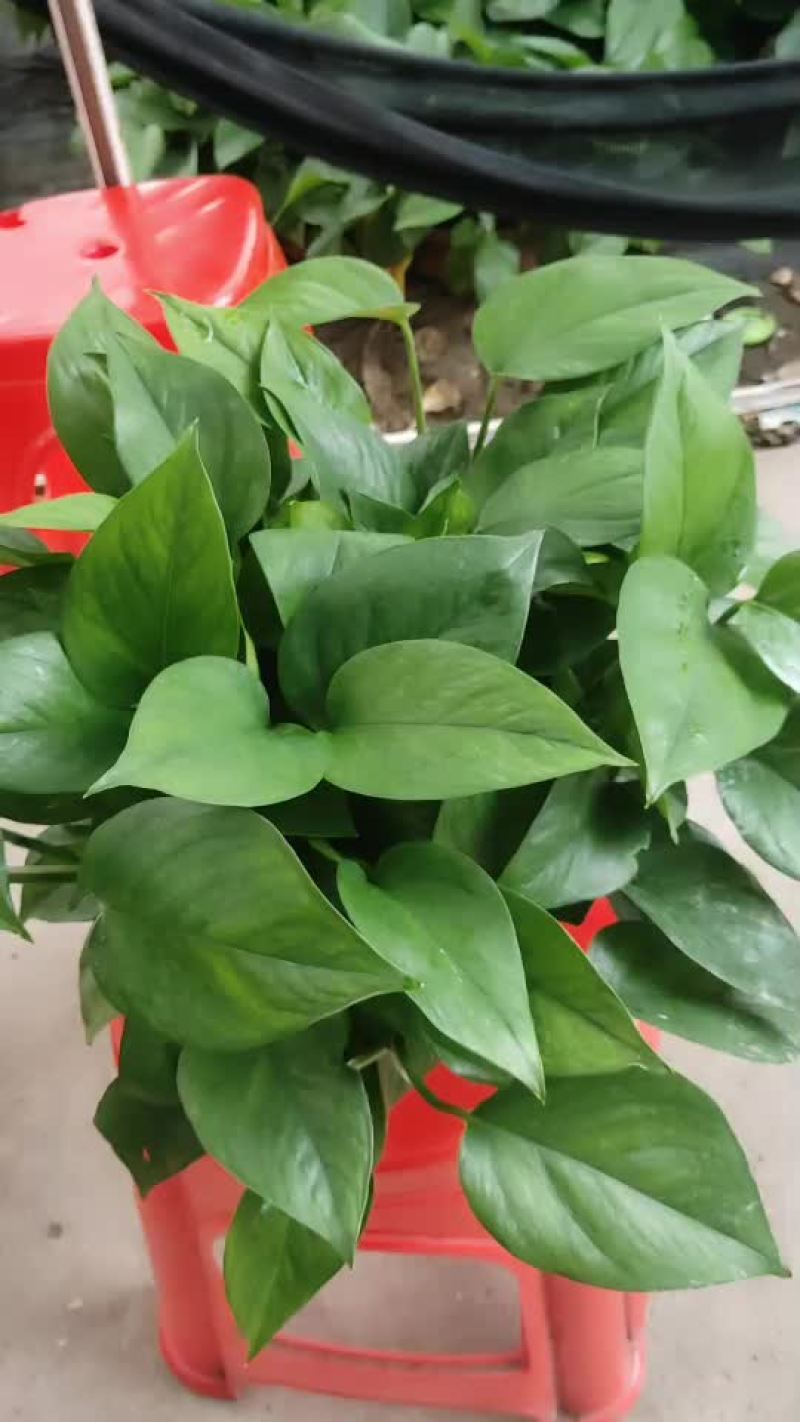 八脚红盆绿萝