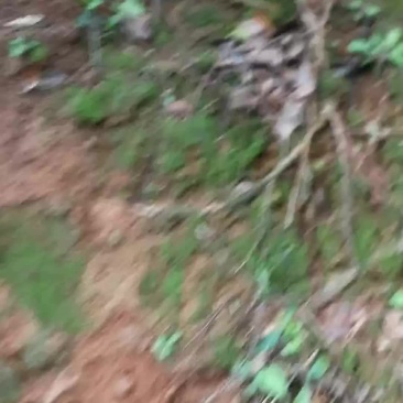 赤楠