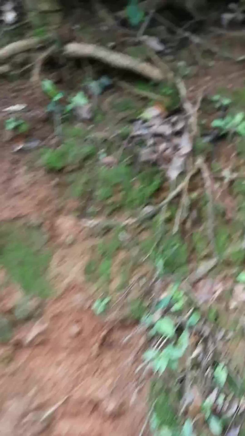 赤楠