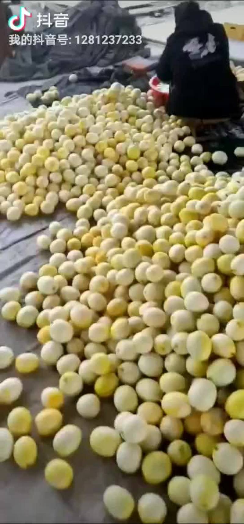景甜5甜瓜