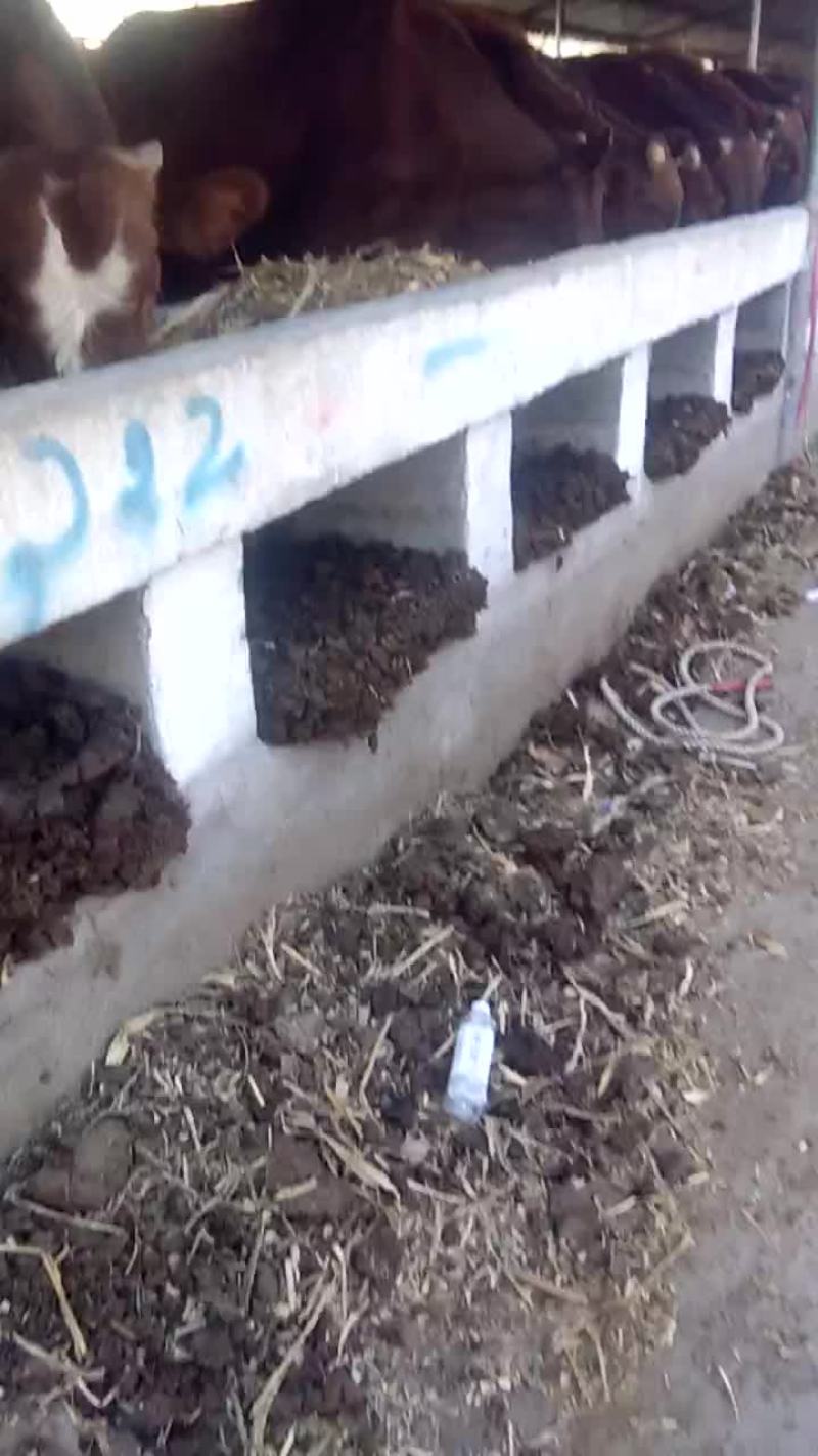 最近利木赞牛犊犊价格