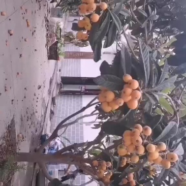 云南金沙江大五星枇杷