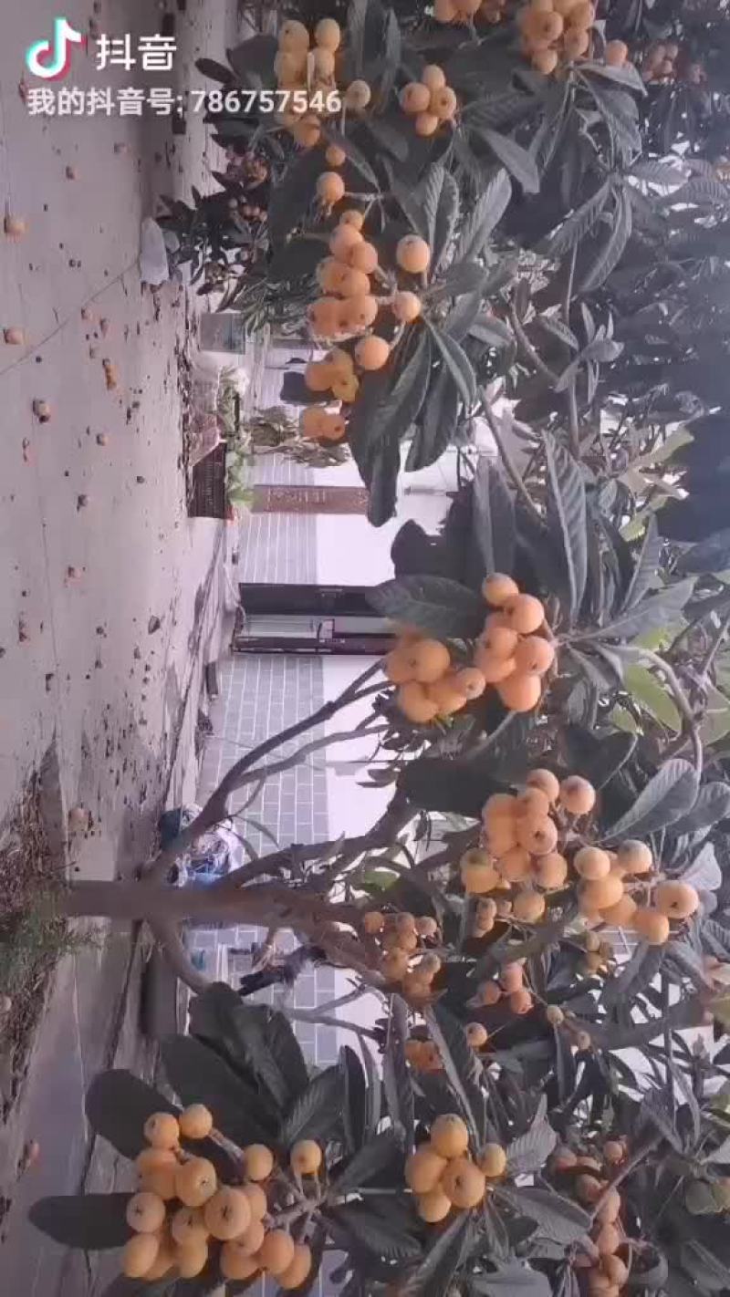 云南金沙江大五星枇杷