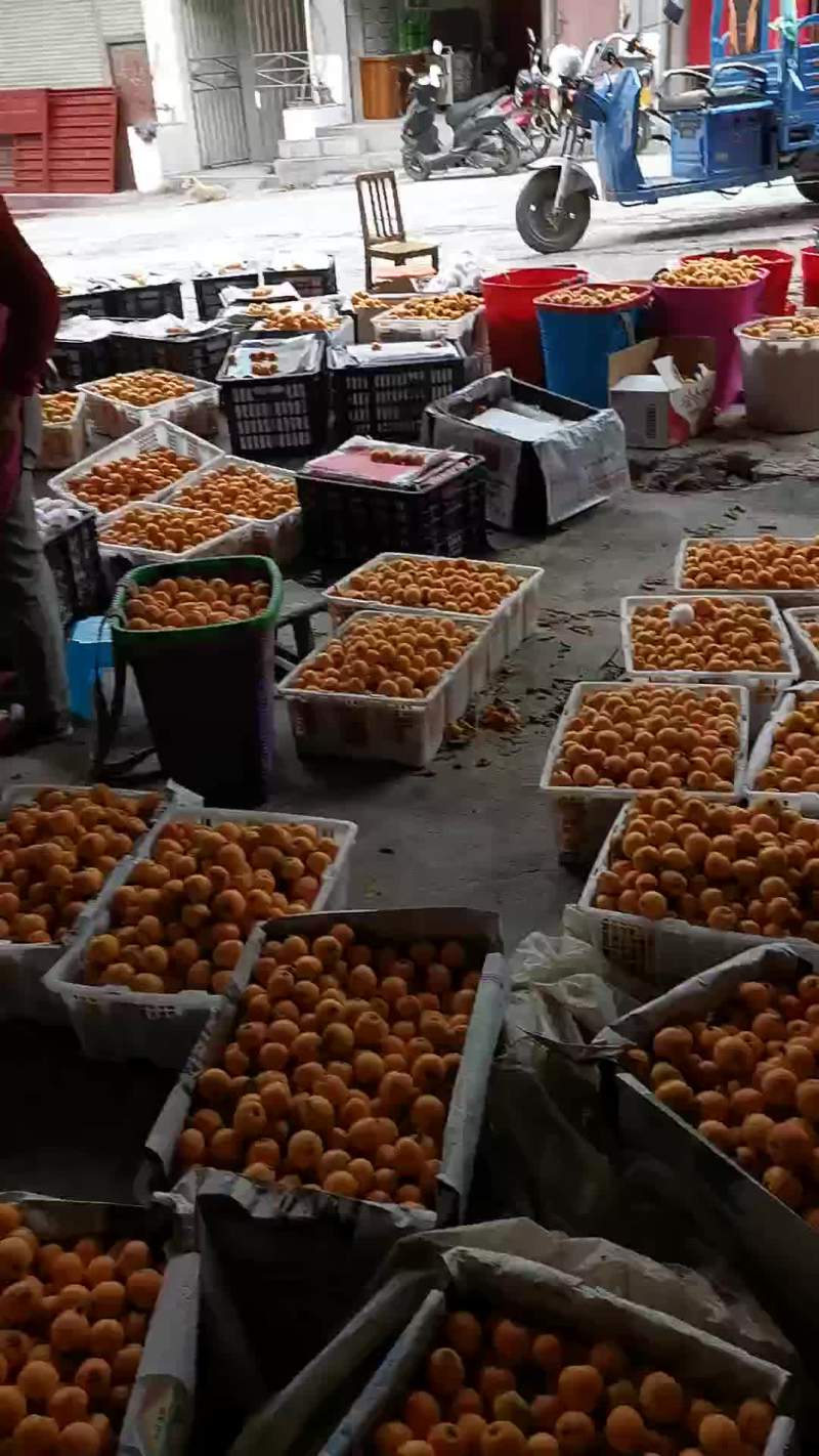 云南金沙江大五星枇杷