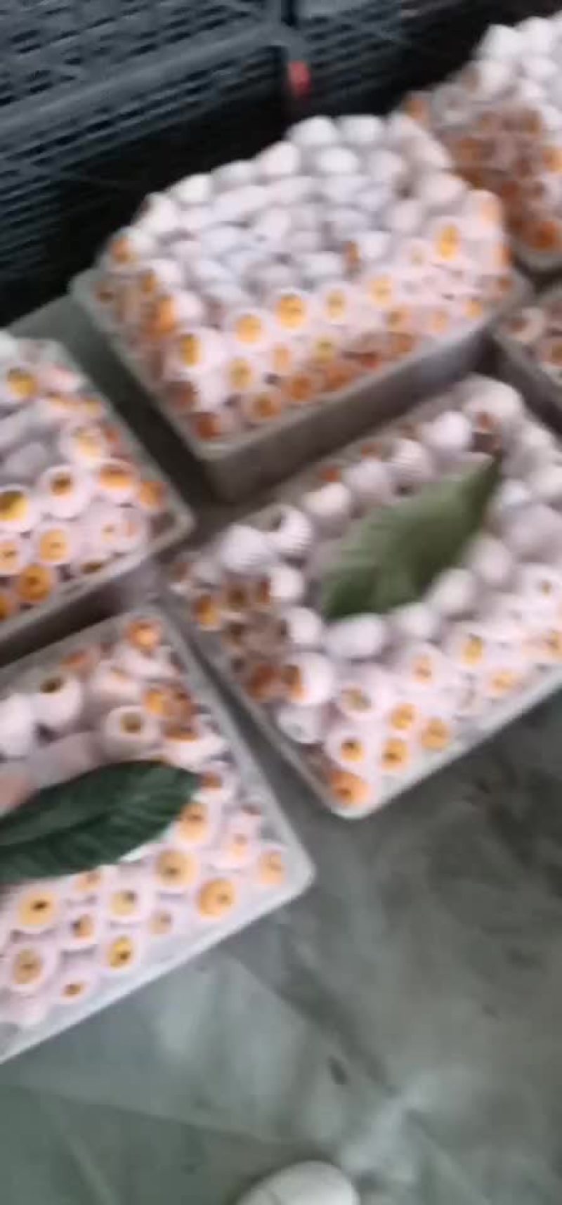 云南金沙江大五星枇杷