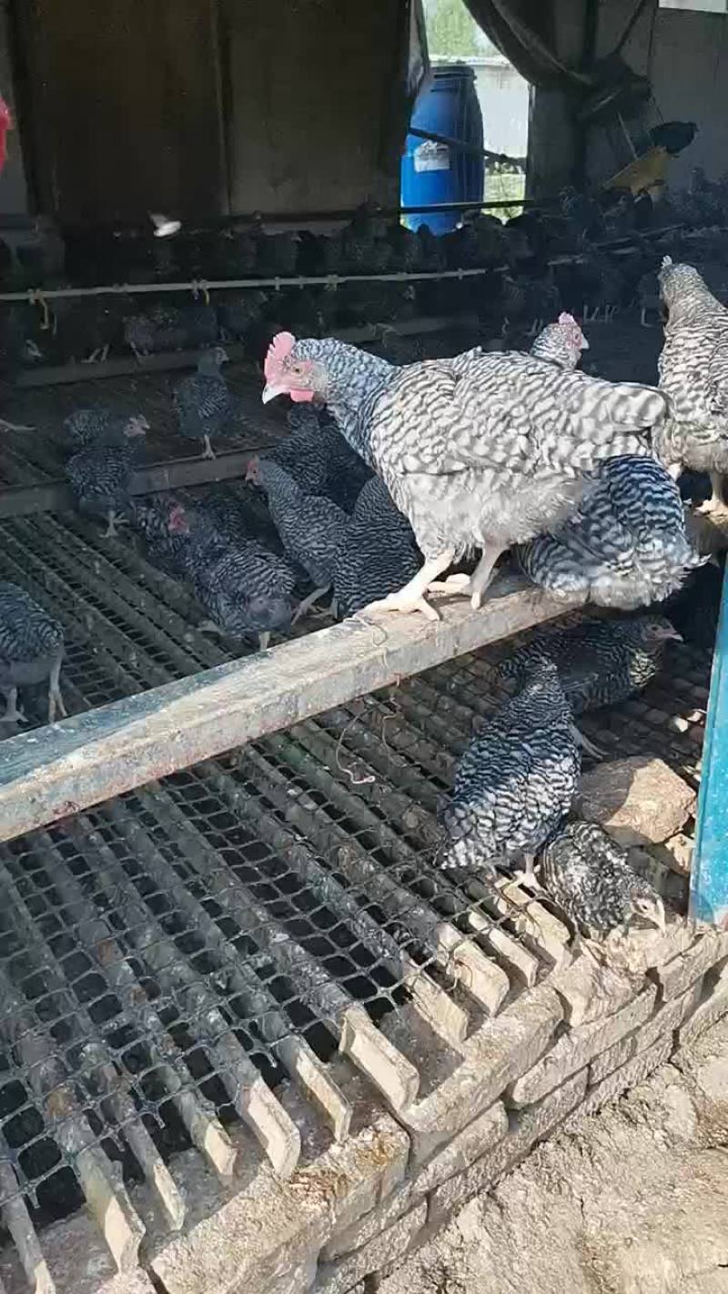 芦花鸡专业养殖总基地