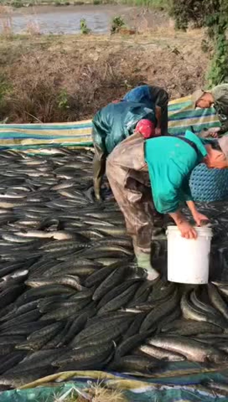 黑鱼