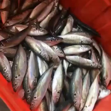 船冻鲜吧浪鱼(鲜寄)
