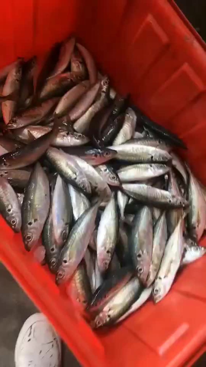 船冻鲜吧浪鱼(鲜寄)