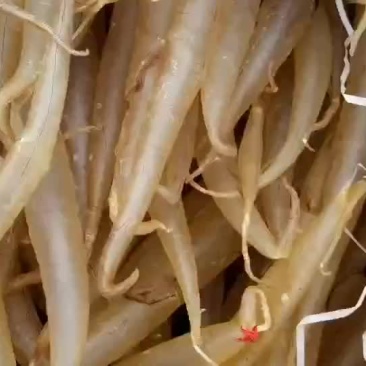 鱼胶