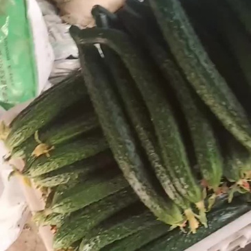 黄瓜上市了