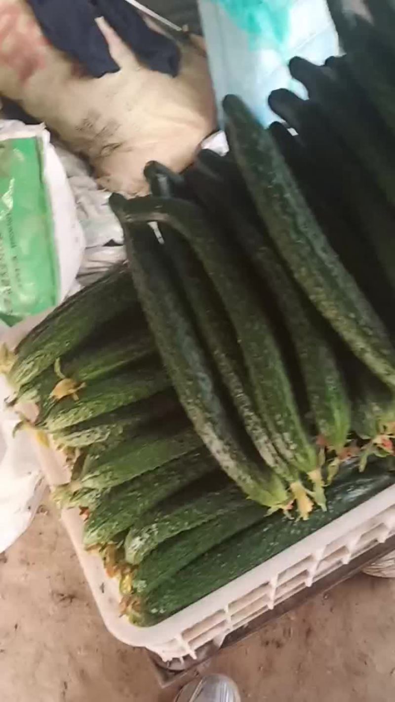 黄瓜上市了