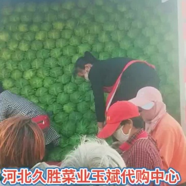 【产地直发】河北蔬菜基地优质绿甘蓝新鲜上市货源充足