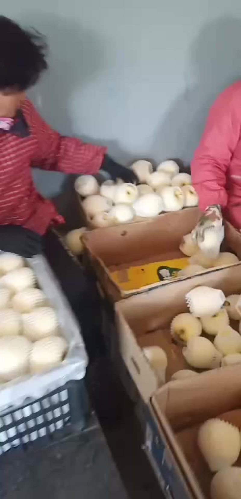 黄金帅