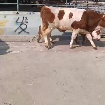 出售肉牛牛犊怀孕母牛等