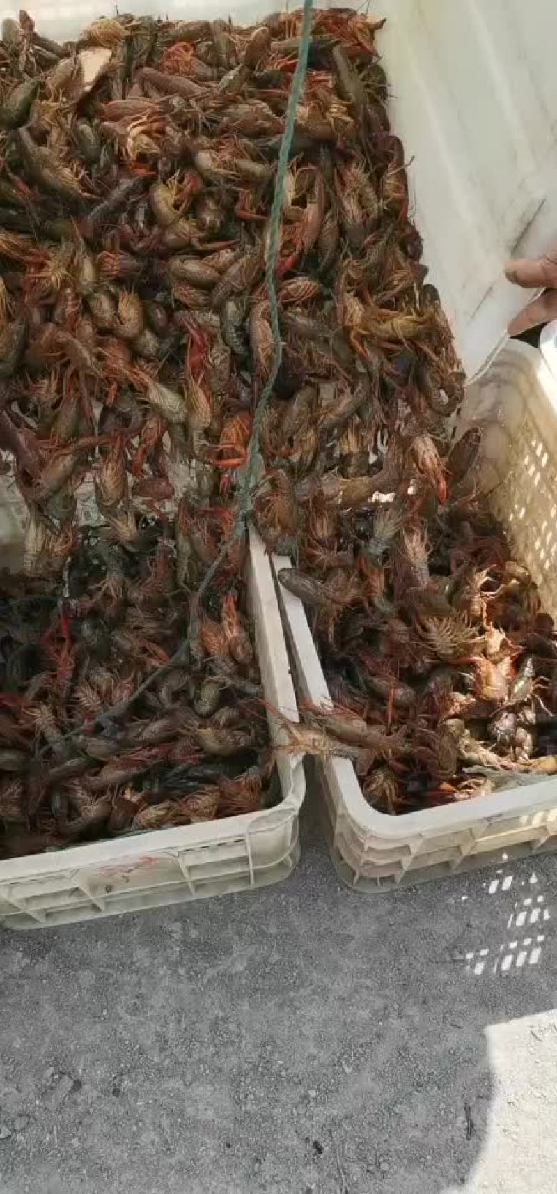 微山湖万亩龙虾养殖基地