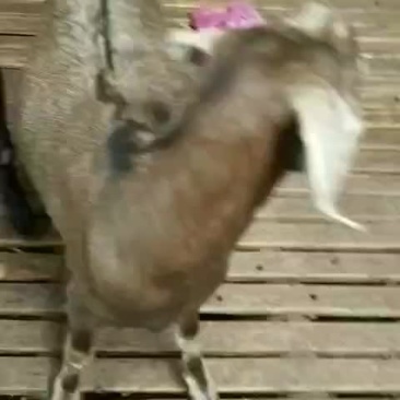 出售努比亚种羊