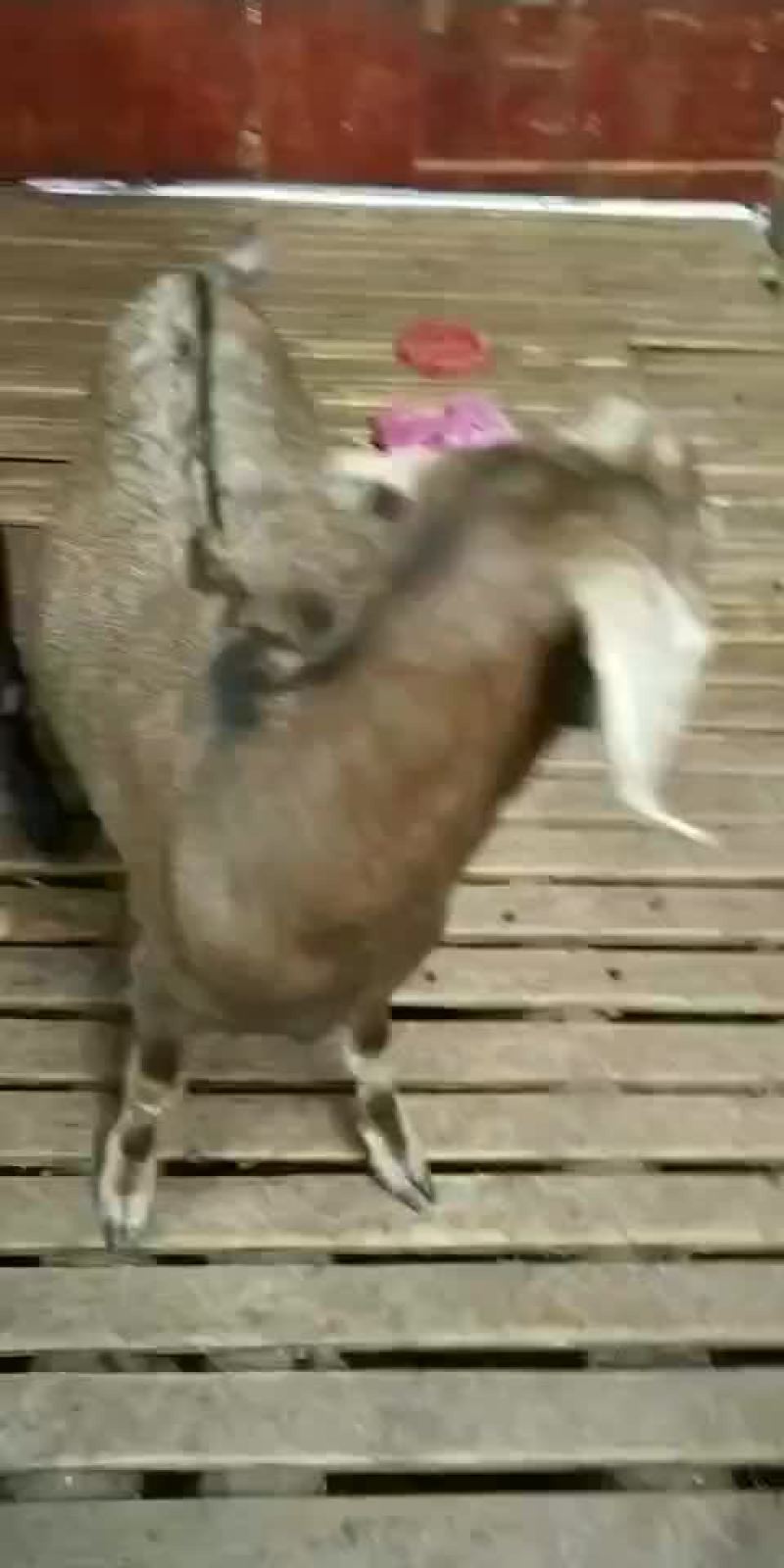 出售努比亚种羊