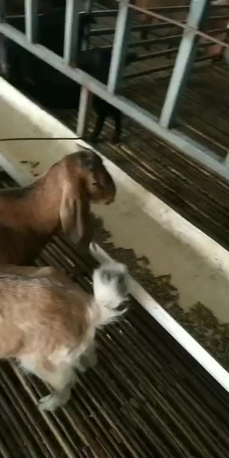 出售努比亚种羊