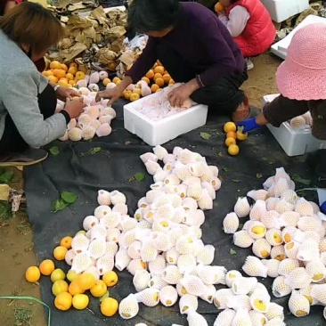 金太阳杏