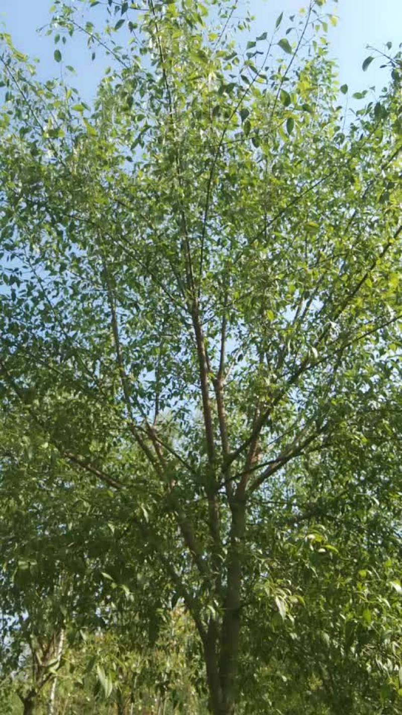 优质苗木