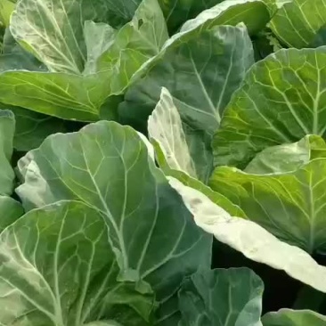 精品甘蓝量大质量好价格优