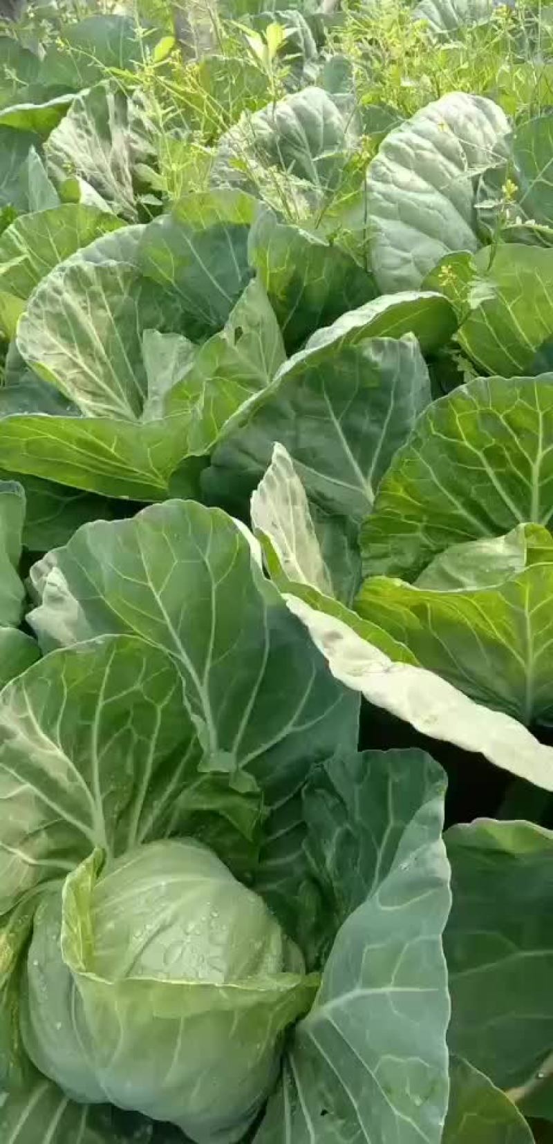 精品甘蓝量大质量好价格优