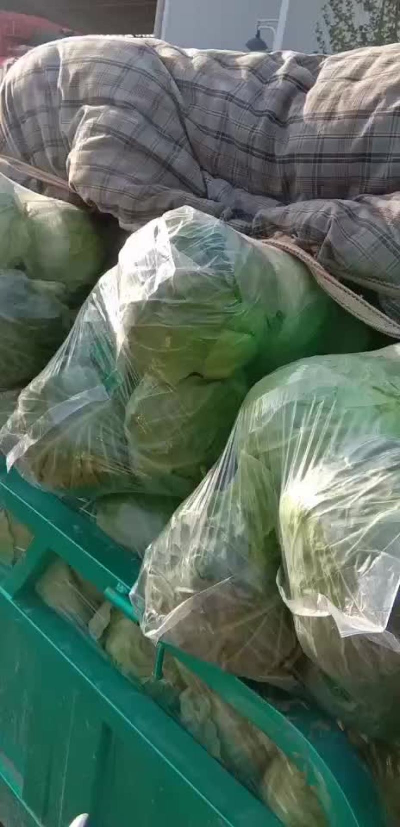 精品甘蓝量大质量好价格优