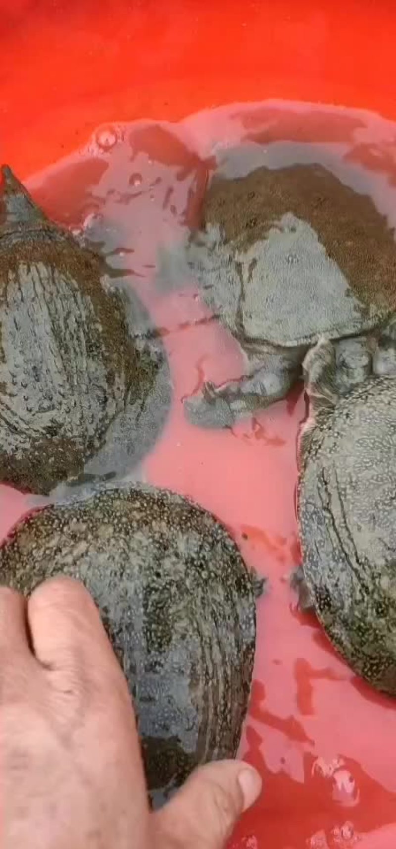外塘甲鱼生态甲鱼黑花甲鱼