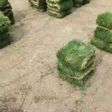 草卷，十层满草卷，大量有货，
