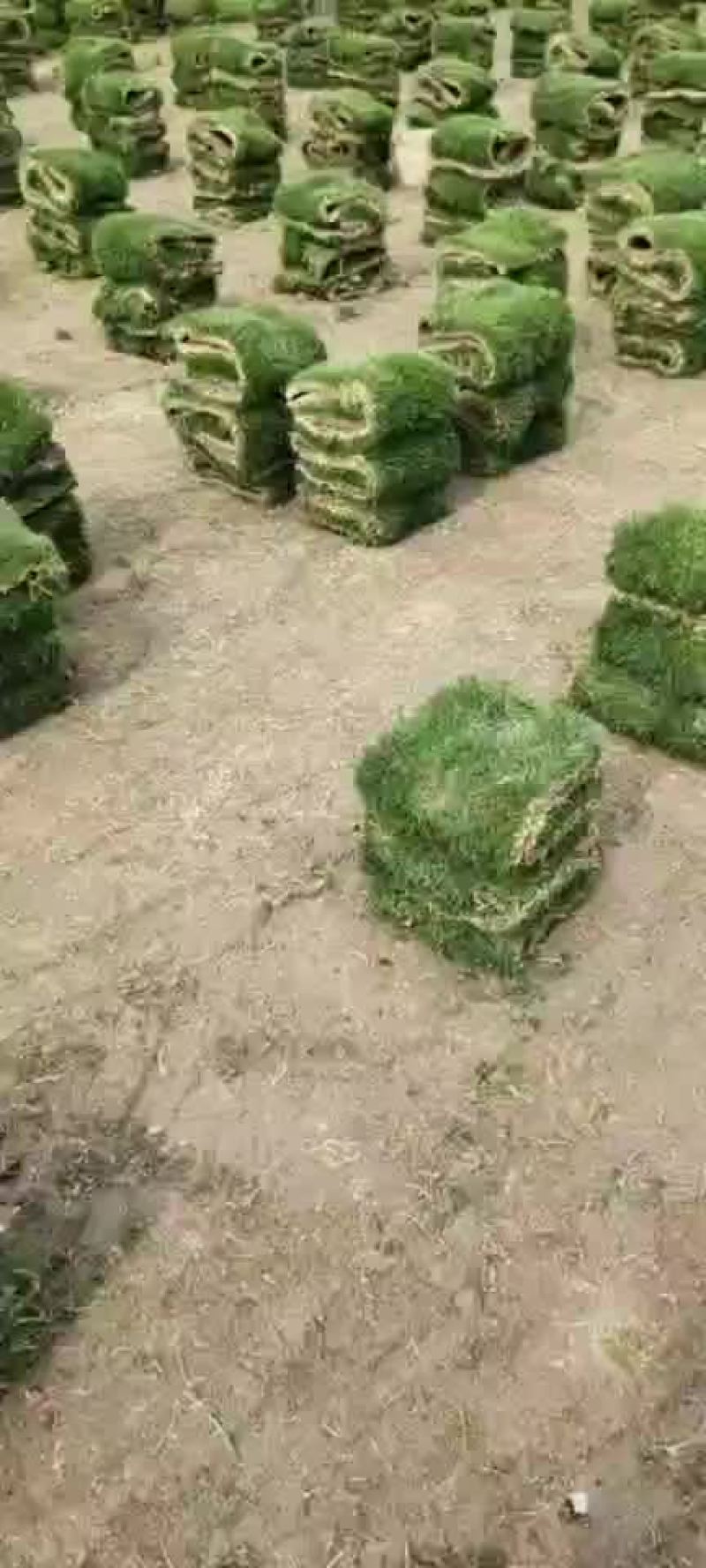 草卷，十层满草卷，大量有货，