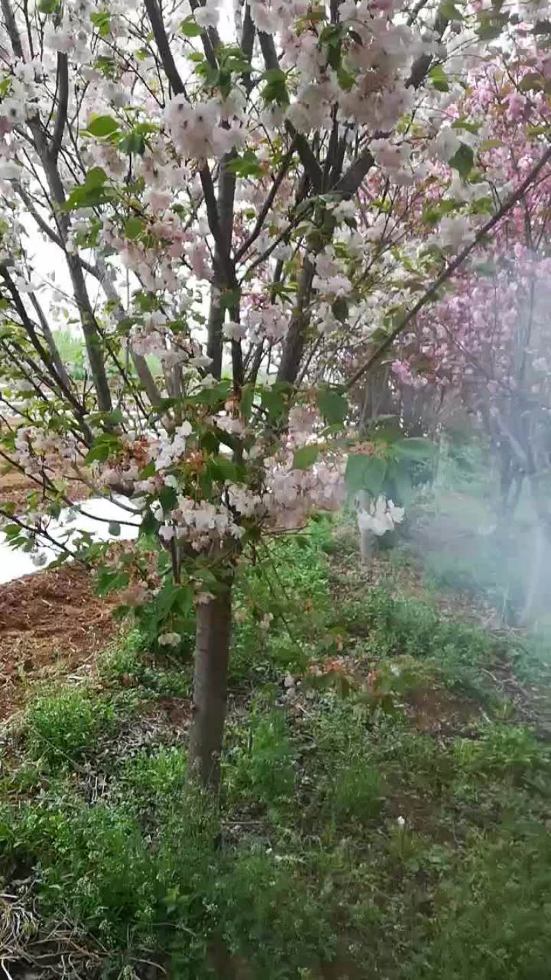 种植樱花树8～12公分，分枝点80～90