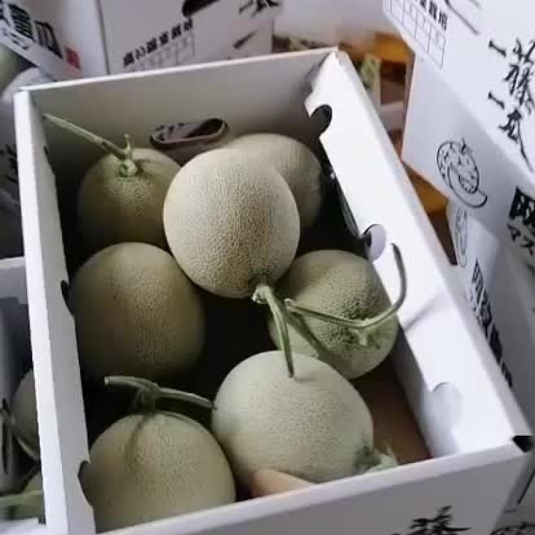 [网纹瓜批发]山东烟台网纹瓜 2斤以上椭圆形哈密瓜 产地直供 欢迎咨询
