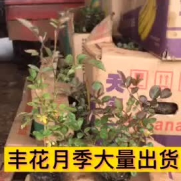 丰花月季