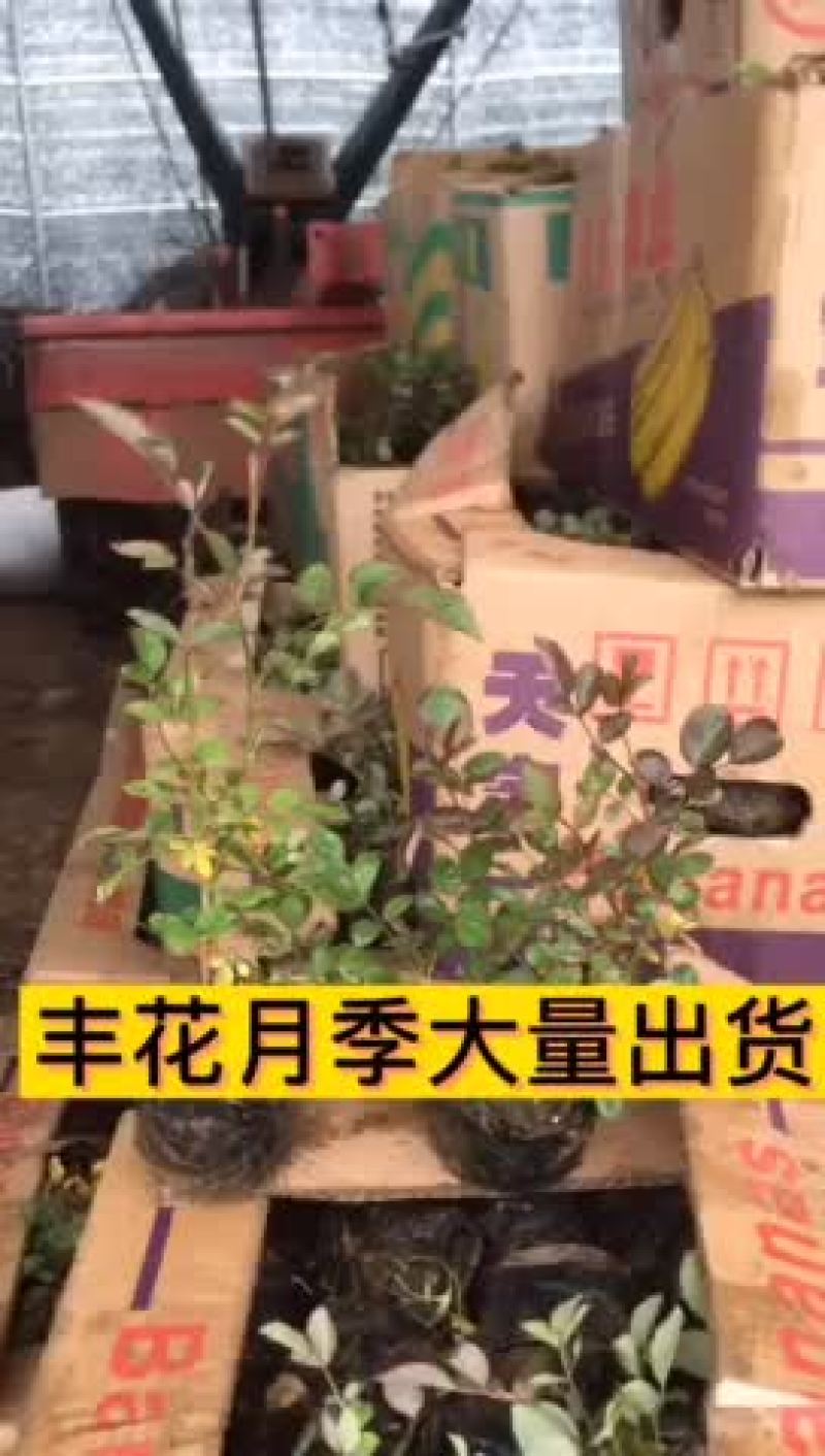 丰花月季