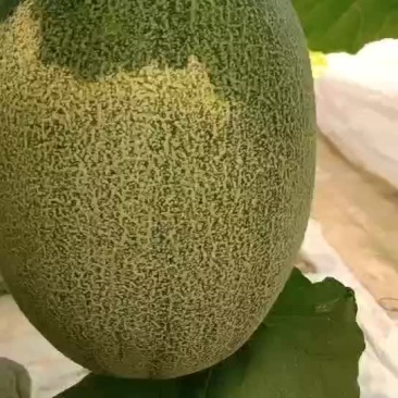 北海哈密瓜