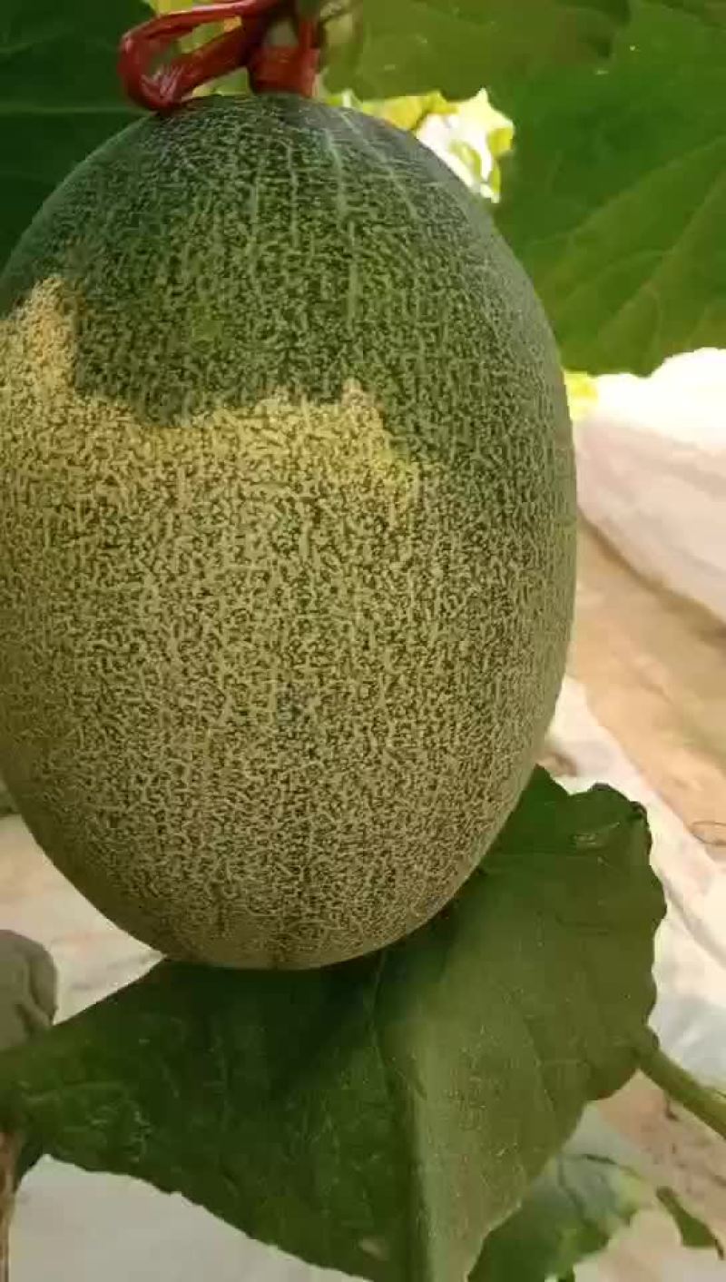 北海哈密瓜