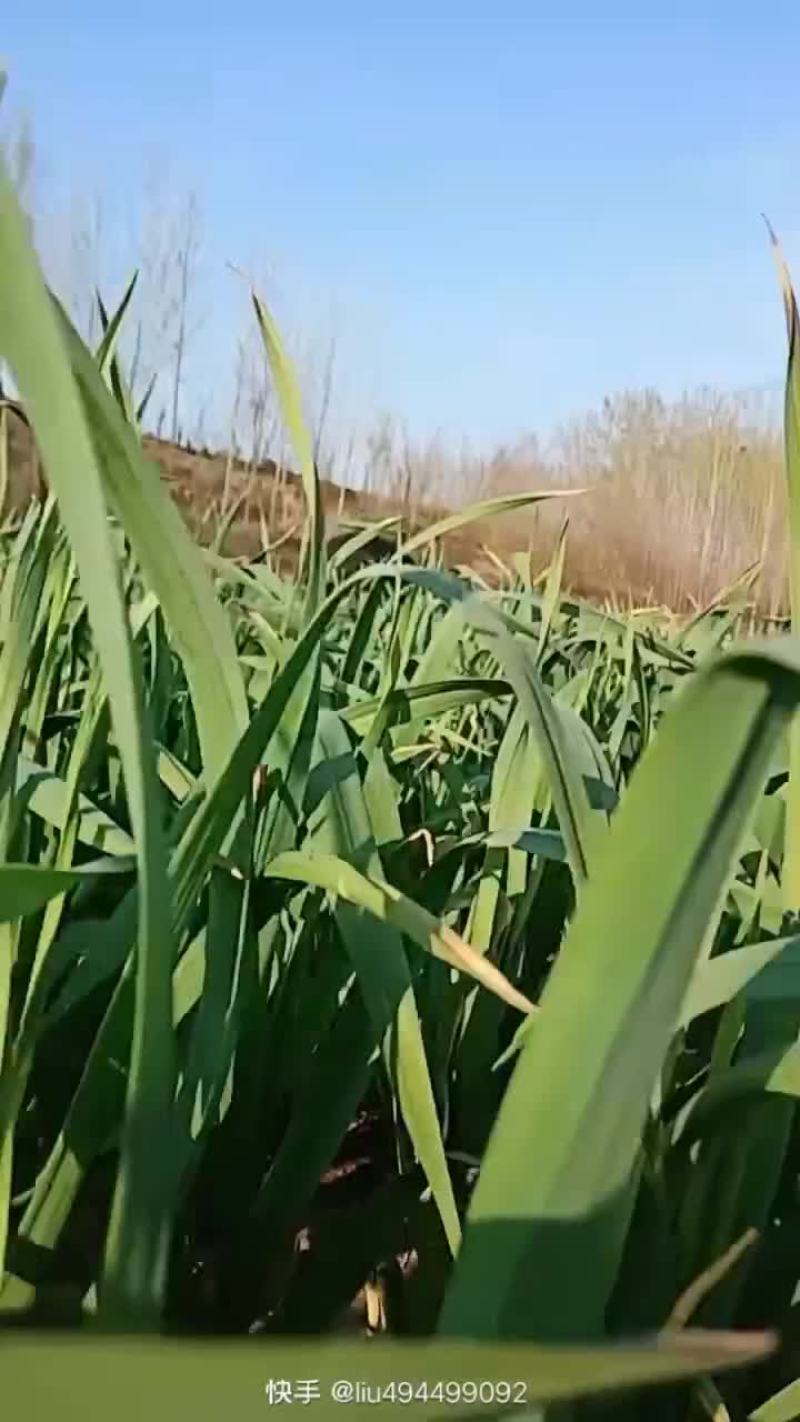 51左右蒜薹大量上市