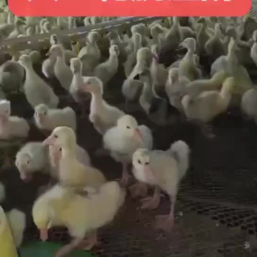 脱温大三花鹅苗