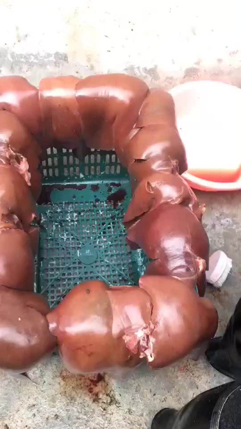 肥猪的猪肝保鲜肝，发鲜货，质量好价优惠，